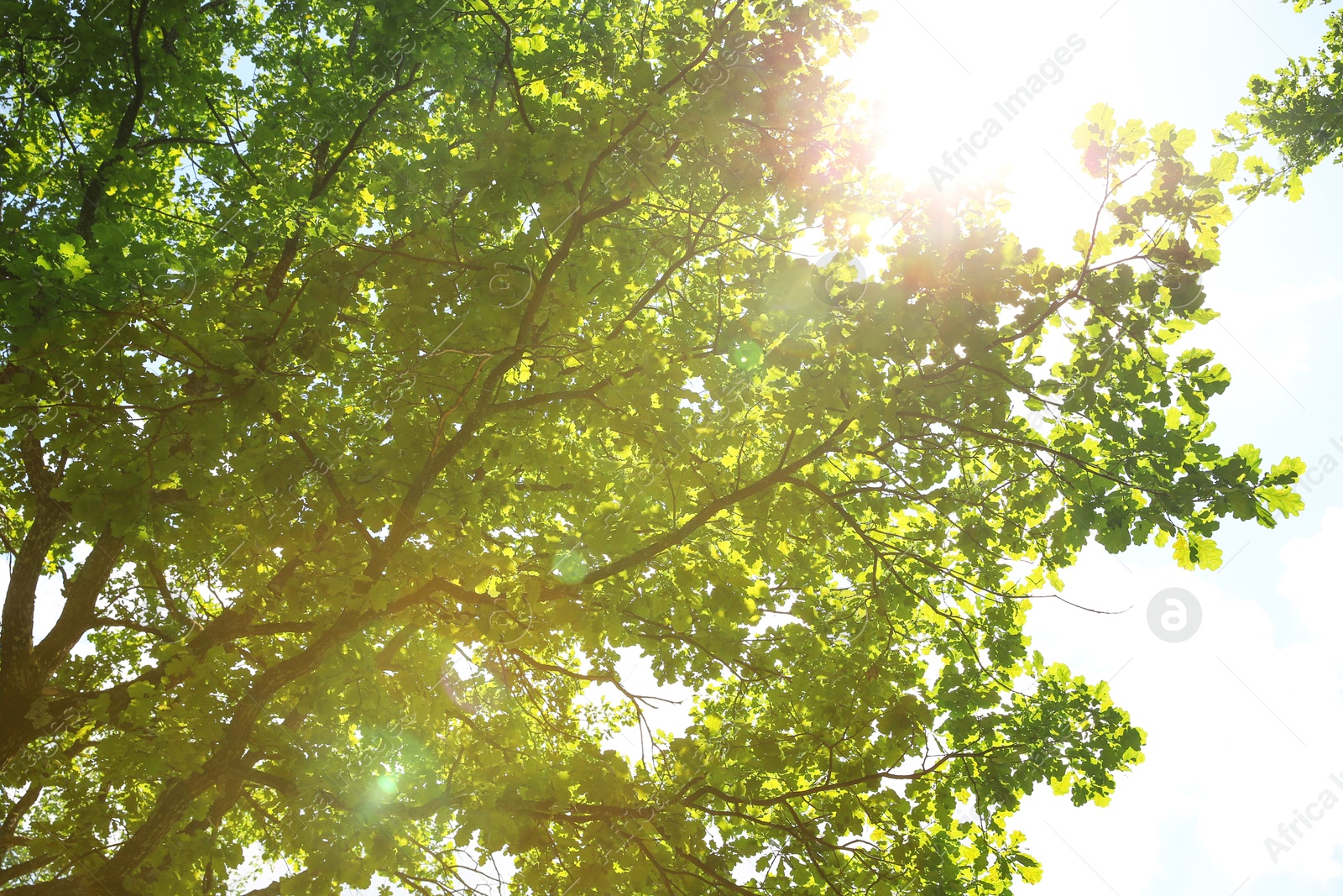 Photo of Beautiful green tree in forest, low angle view