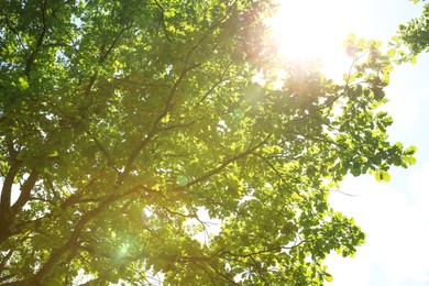 Beautiful green tree in forest, low angle view