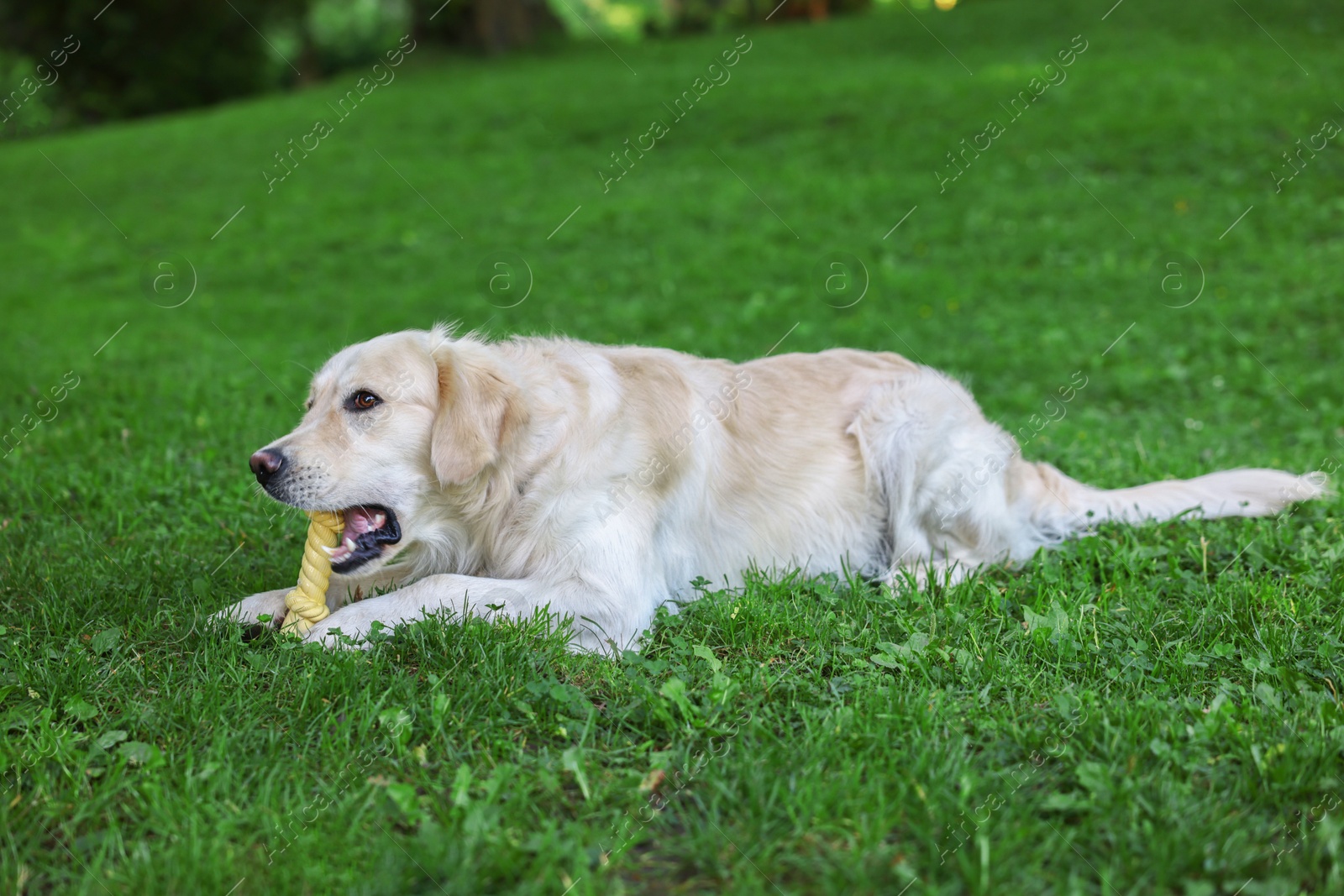 Photo of Cute Golden Retriever dog playing with toy on green grass