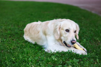 Photo of Cute Golden Retriever dog playing with toy on green grass