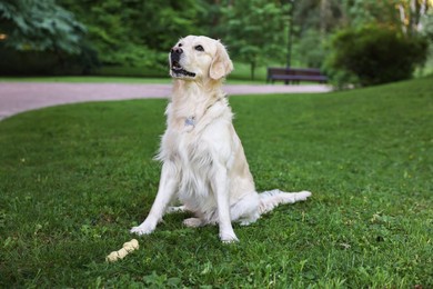 Cute Golden Retriever and dog toy on green grass