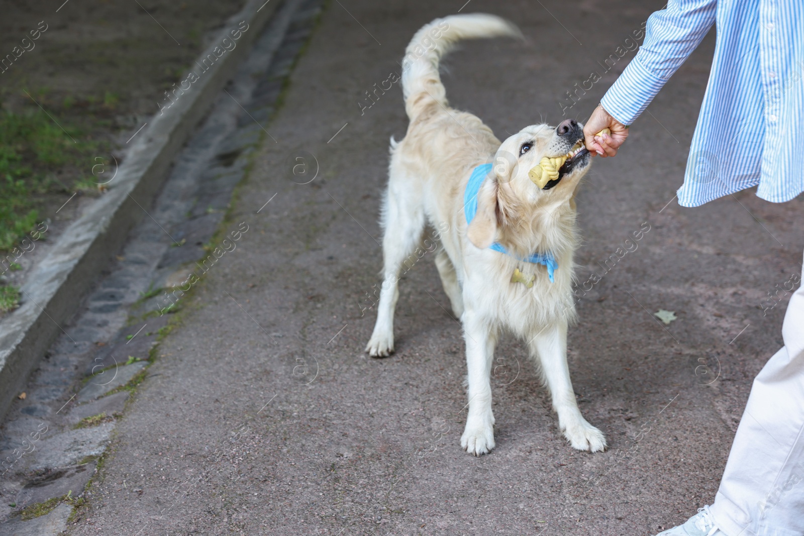 Photo of Owner playing with cute Golden Retriever dog outdoors, closeup. Space for text