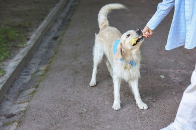 Owner playing with cute Golden Retriever dog outdoors, closeup. Space for text