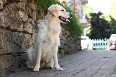 Cute Golden Retriever dog sitting on city street, low angle view