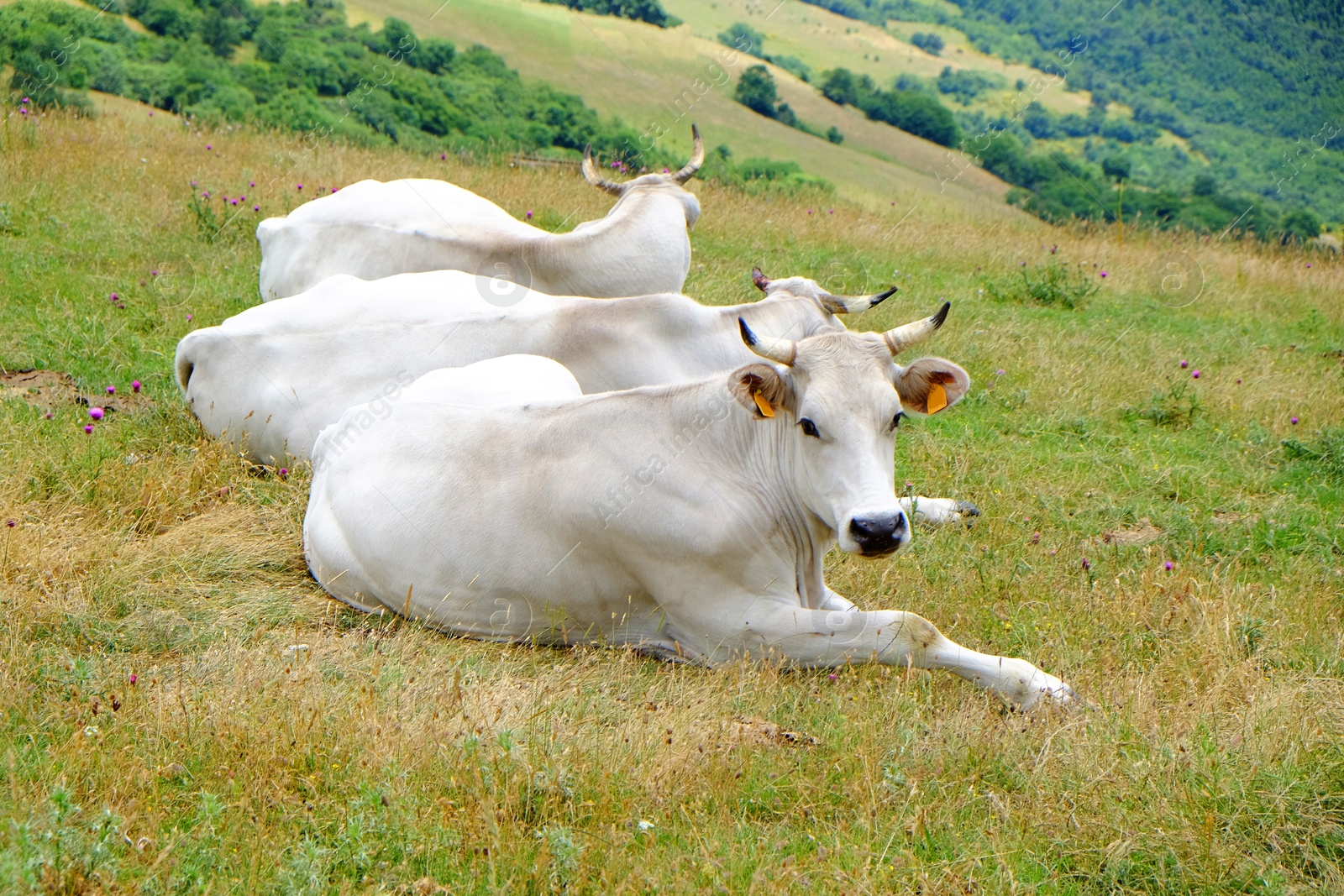 Photo of Group of white cows lying on grass in mountains