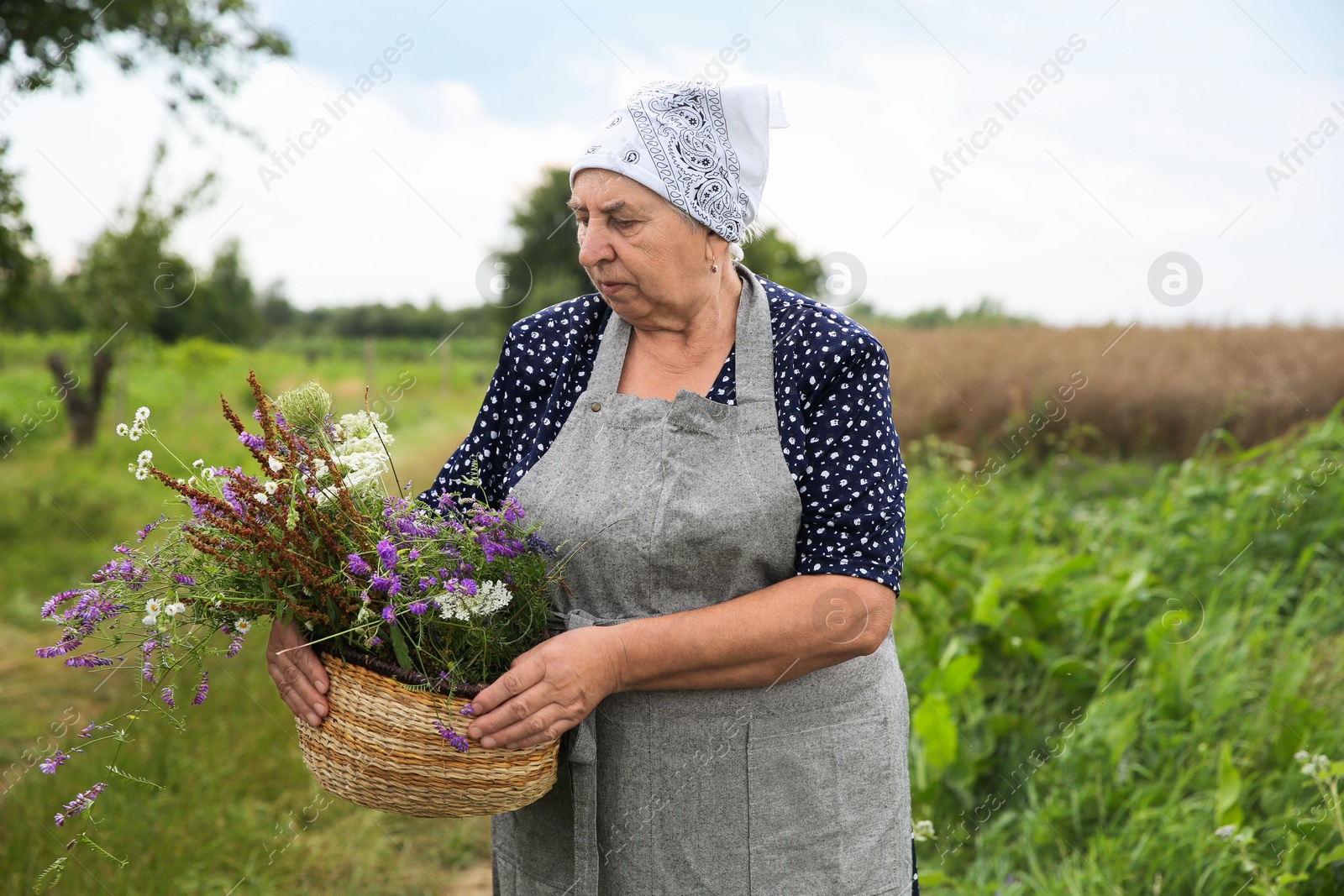 Photo of Senior woman with wildflowers for tincture outdoors