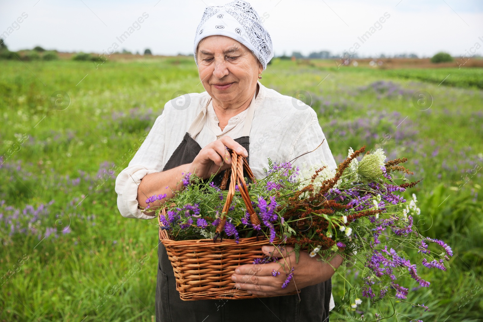 Photo of Senior woman with wildflowers for tincture outdoors