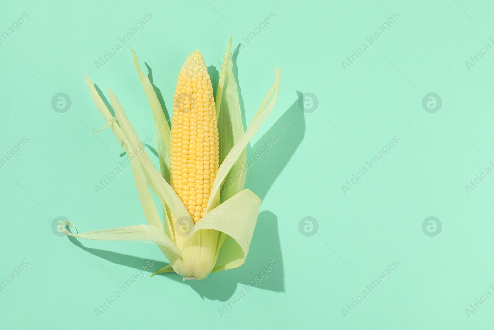 Photo of Fresh ripe corncob with green husks on turquoise background, top view. Space for text