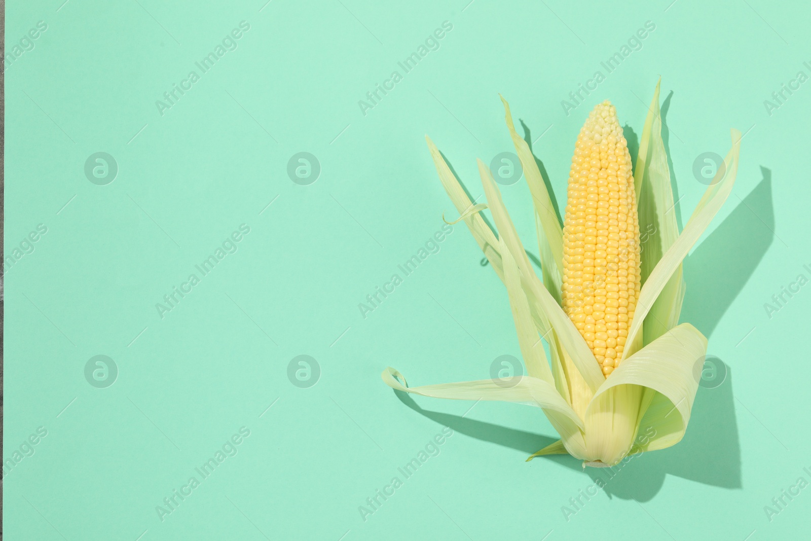 Photo of Fresh ripe corncob with green husks on turquoise background, top view. Space for text