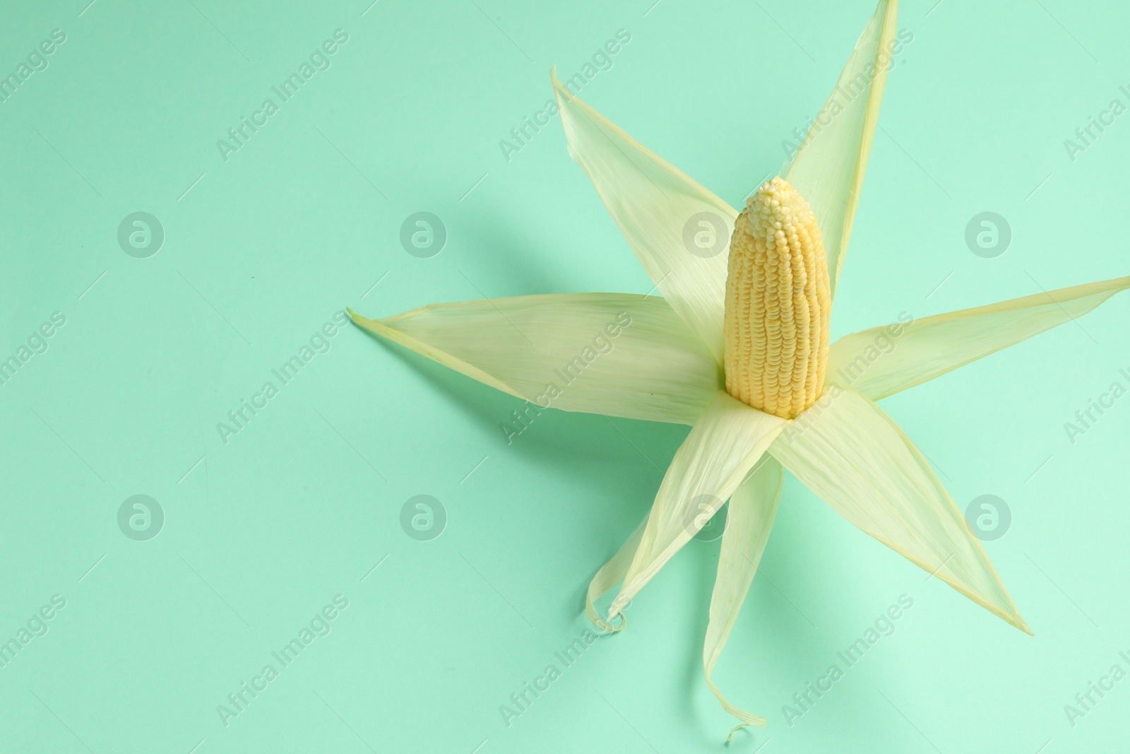 Photo of Fresh ripe corncob with green husks on turquoise background. Space for text