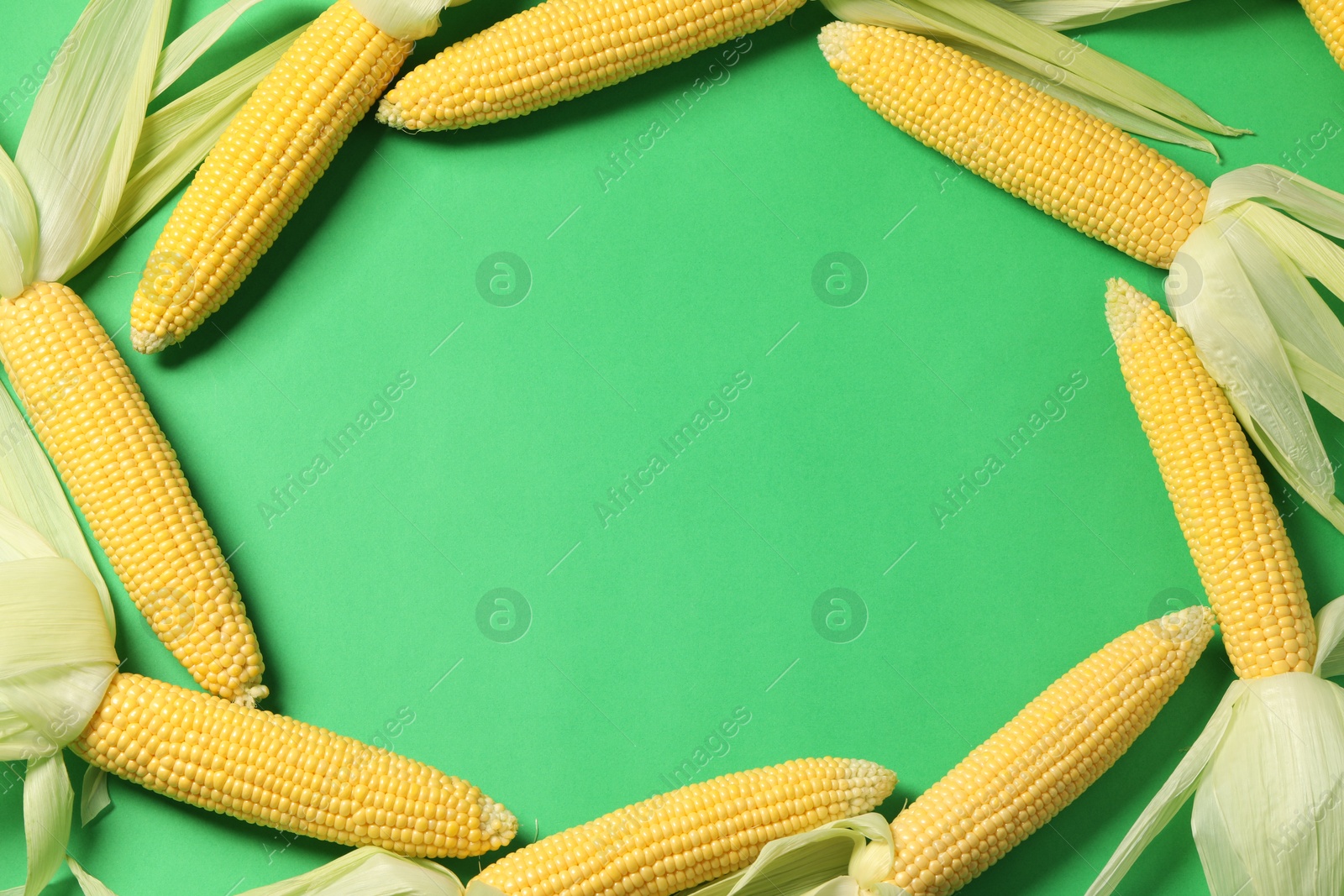 Photo of Many fresh ripe corncobs with husks on green background, flat lay. Space for text