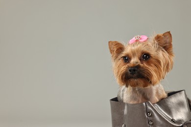 Photo of Cute Yorkshire Terrier dog in bag on grey background, space for text