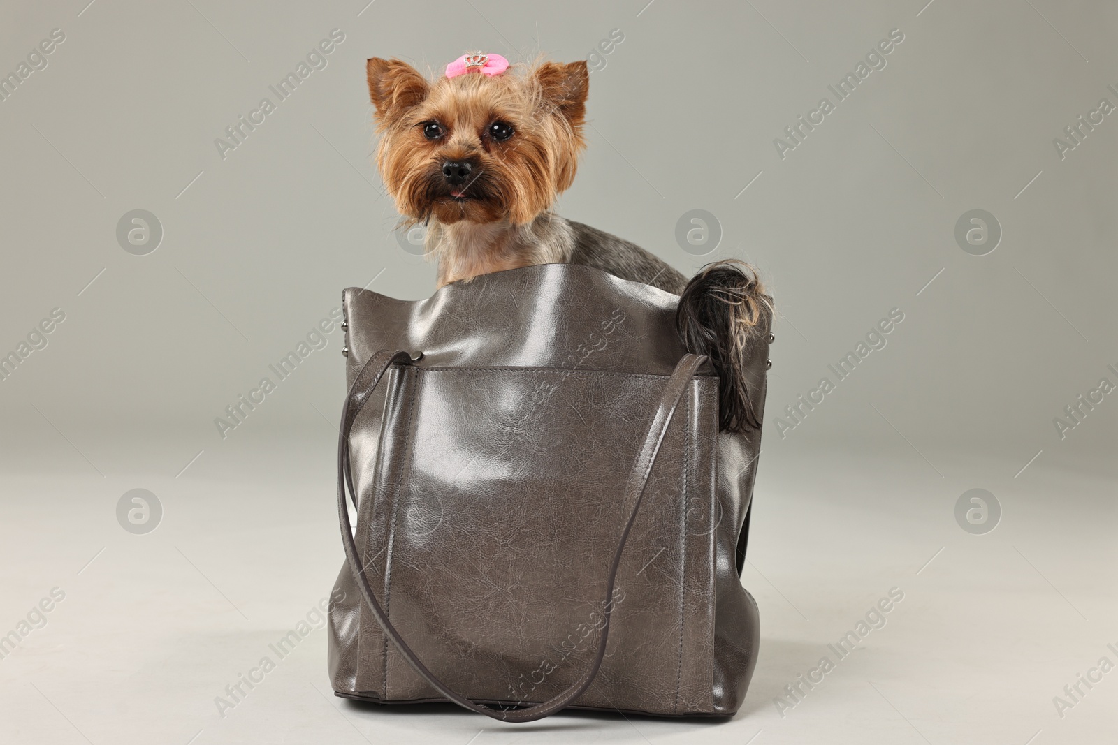 Photo of Cute Yorkshire Terrier dog in bag on grey background