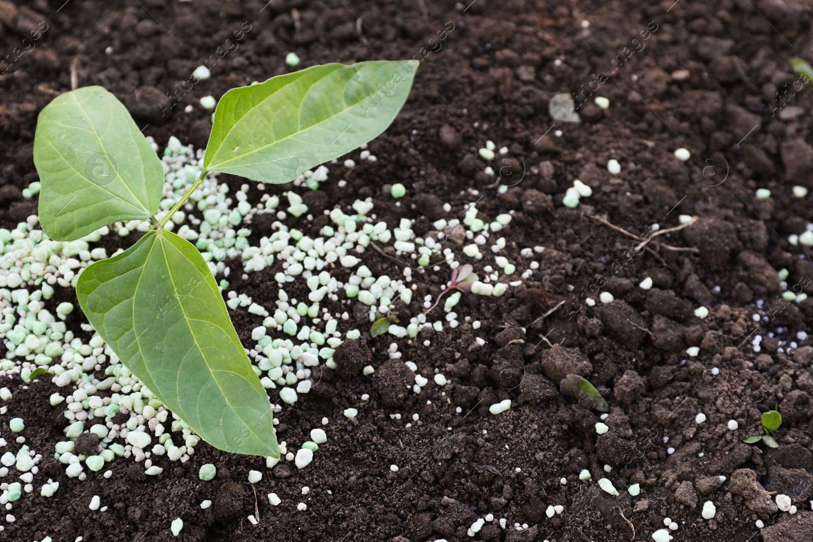 Photo of Plant and fertilizer on soil outdoors. Space for text