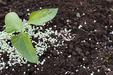 Plant and fertilizer on soil outdoors. Space for text