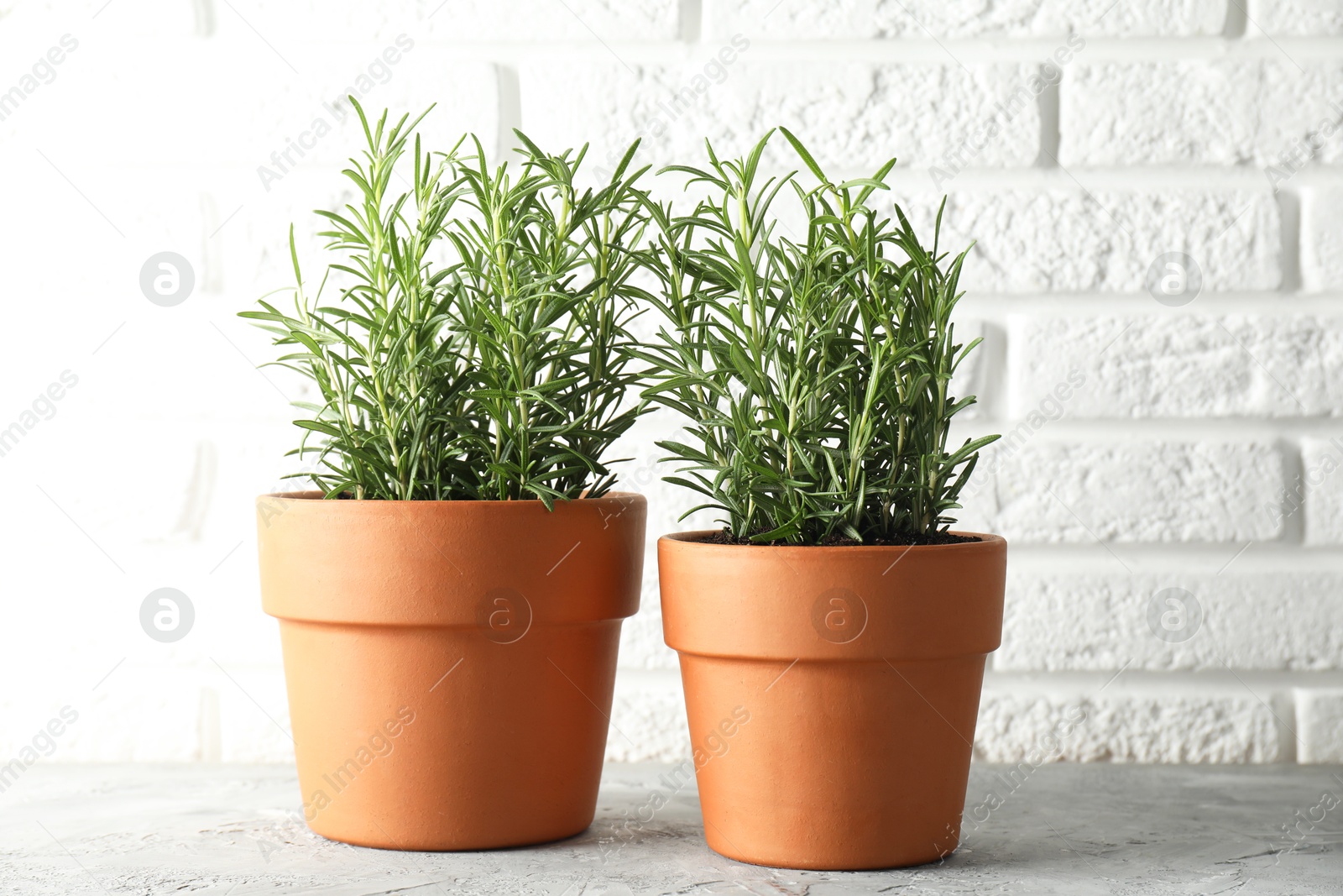 Photo of Rosemary plants growing in pots on grey textured table. Aromatic herb