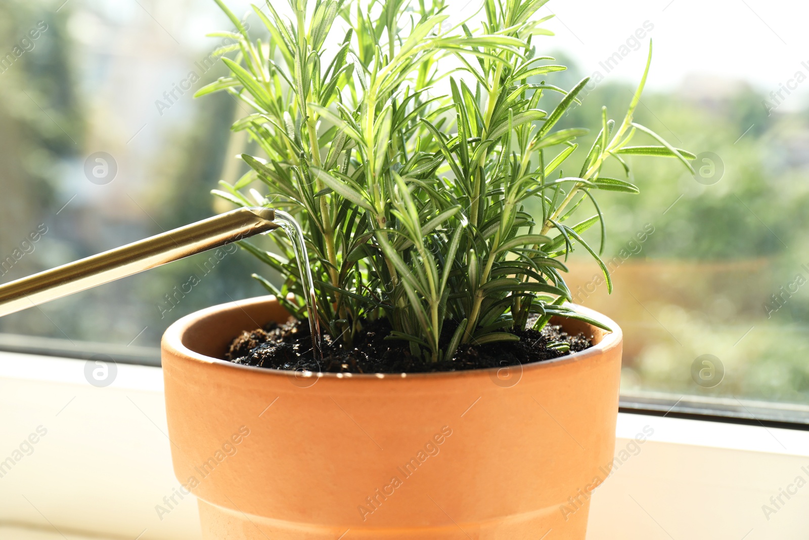 Photo of Watering fresh potted rosemary plant near window, closeup. Aromatic herb