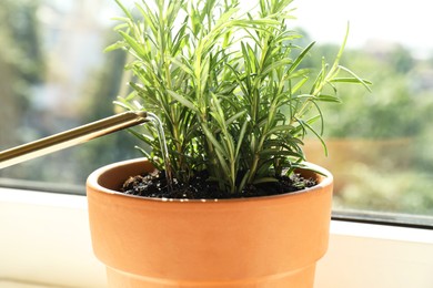 Photo of Watering fresh potted rosemary plant near window, closeup. Aromatic herb