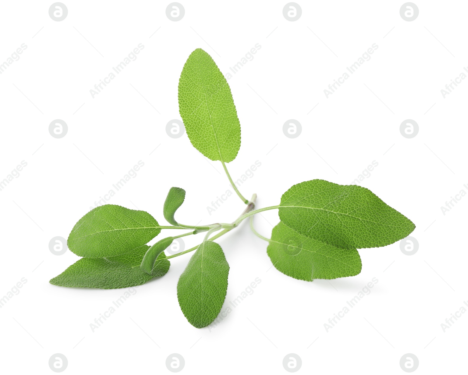 Photo of Branch of sage plant with green leaves isolated on white