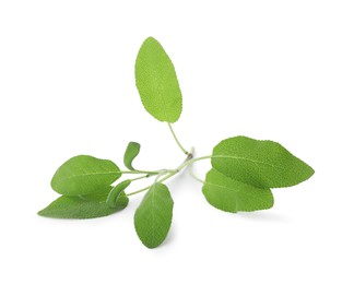 Photo of Branch of sage plant with green leaves isolated on white