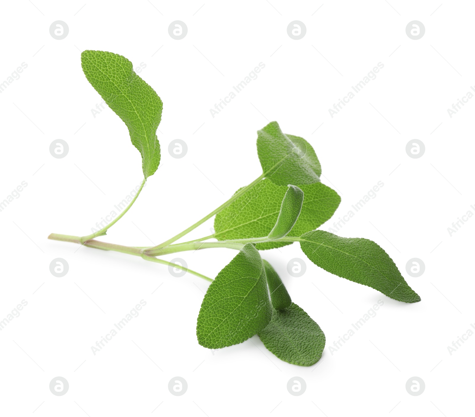 Photo of Branch of sage plant with green leaves isolated on white