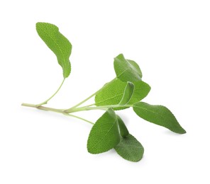 Photo of Branch of sage plant with green leaves isolated on white