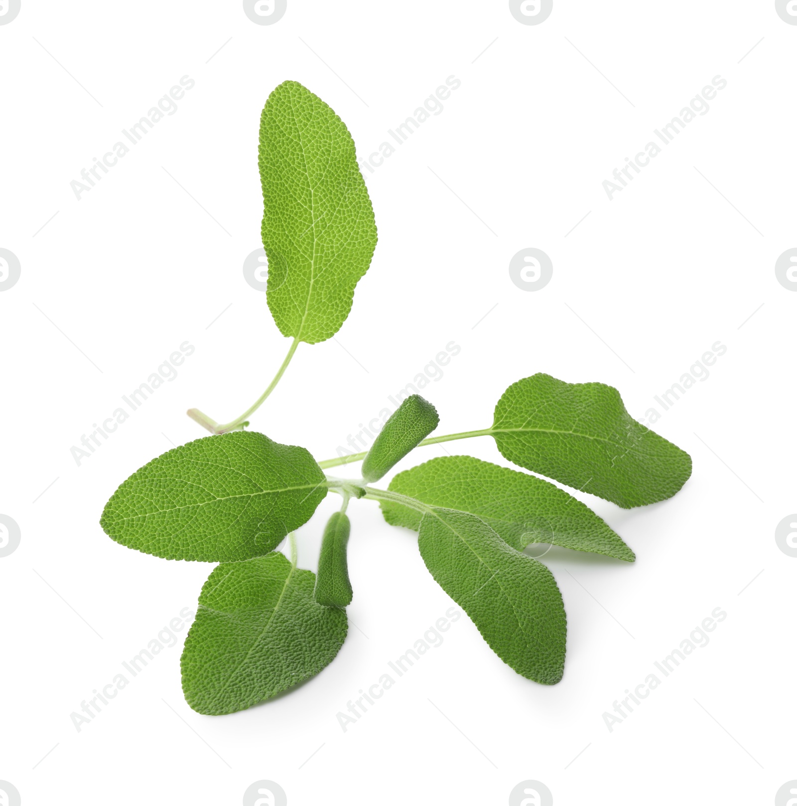 Photo of Branch of sage plant with green leaves isolated on white