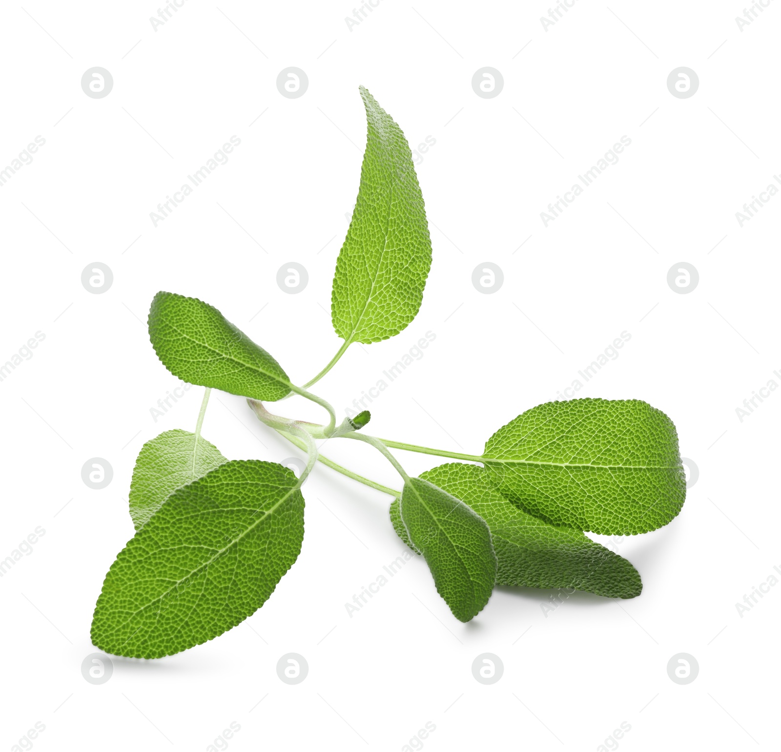 Photo of Branch of sage plant with green leaves isolated on white