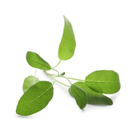 Photo of Branch of sage plant with green leaves isolated on white