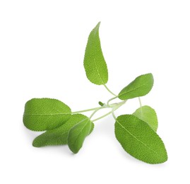 Photo of Branch of sage plant with green leaves isolated on white