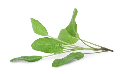 Photo of Branch of sage plant with green leaves isolated on white