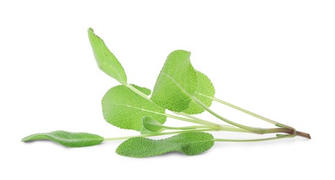 Photo of Branch of sage plant with green leaves isolated on white