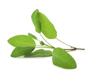 Photo of Branch of sage plant with green leaves isolated on white