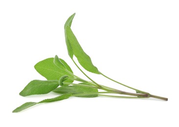 Photo of Branch of sage plant with green leaves isolated on white