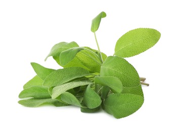 Photo of Branches of sage plant with green leaves isolated on white