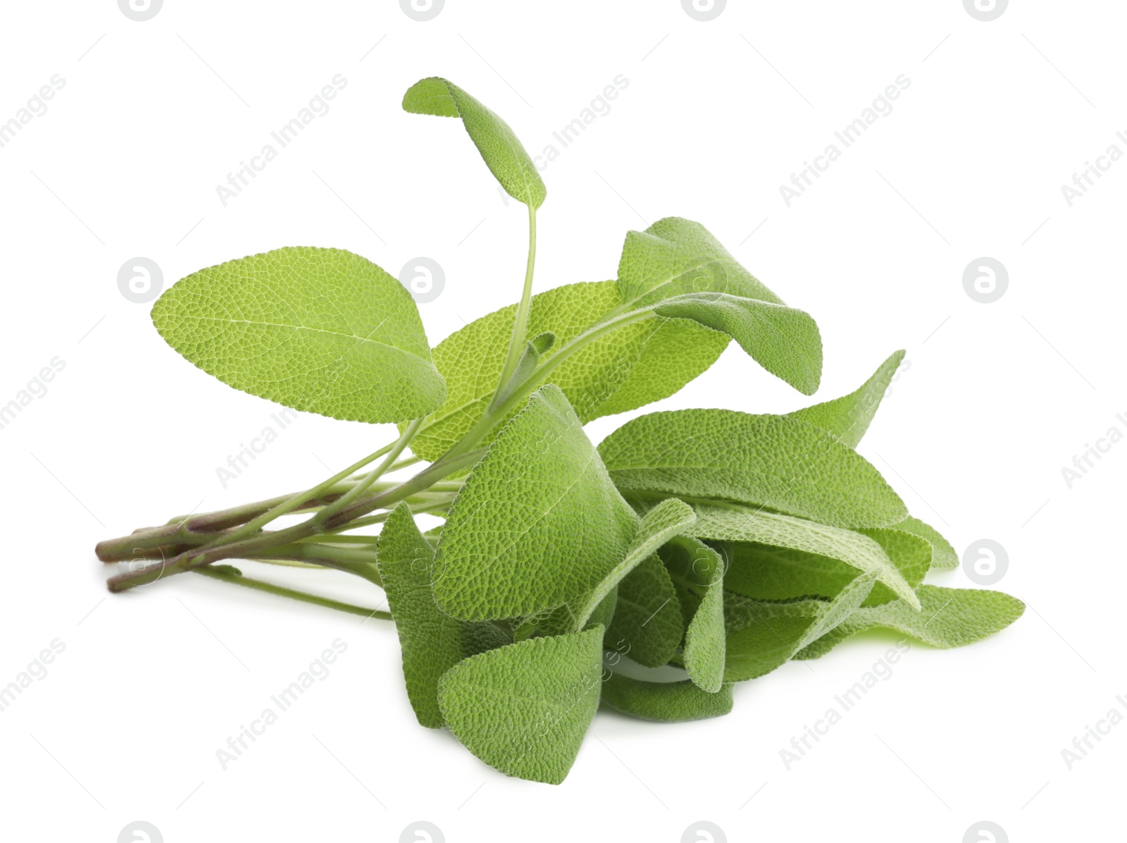 Photo of Branches of sage plant with green leaves isolated on white