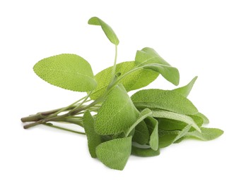 Photo of Branches of sage plant with green leaves isolated on white