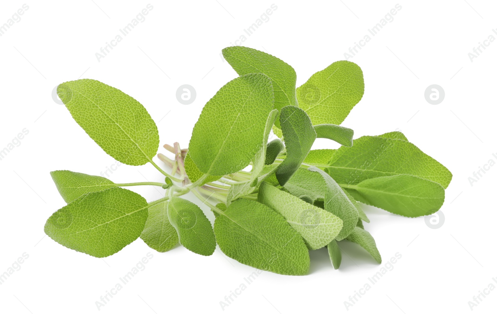 Photo of Branches of sage plant with green leaves isolated on white