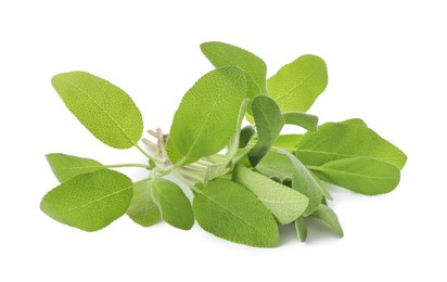 Photo of Branches of sage plant with green leaves isolated on white