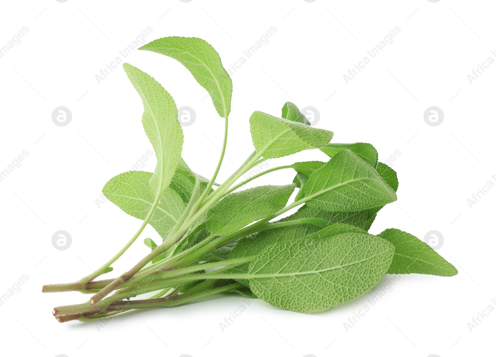 Photo of Branches of sage plant with green leaves isolated on white