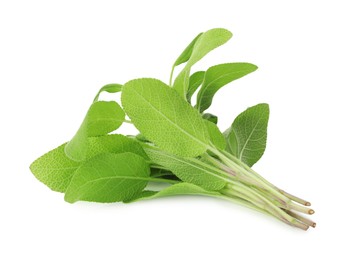 Photo of Branches of sage plant with green leaves isolated on white