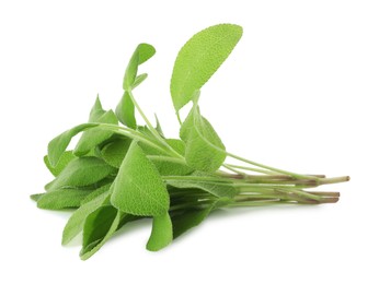 Photo of Branches of sage plant with green leaves isolated on white