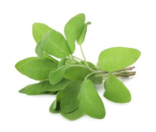 Photo of Branches of sage plant with green leaves isolated on white