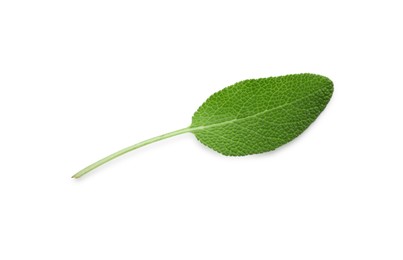 Photo of One fresh green sage leaf isolated on white