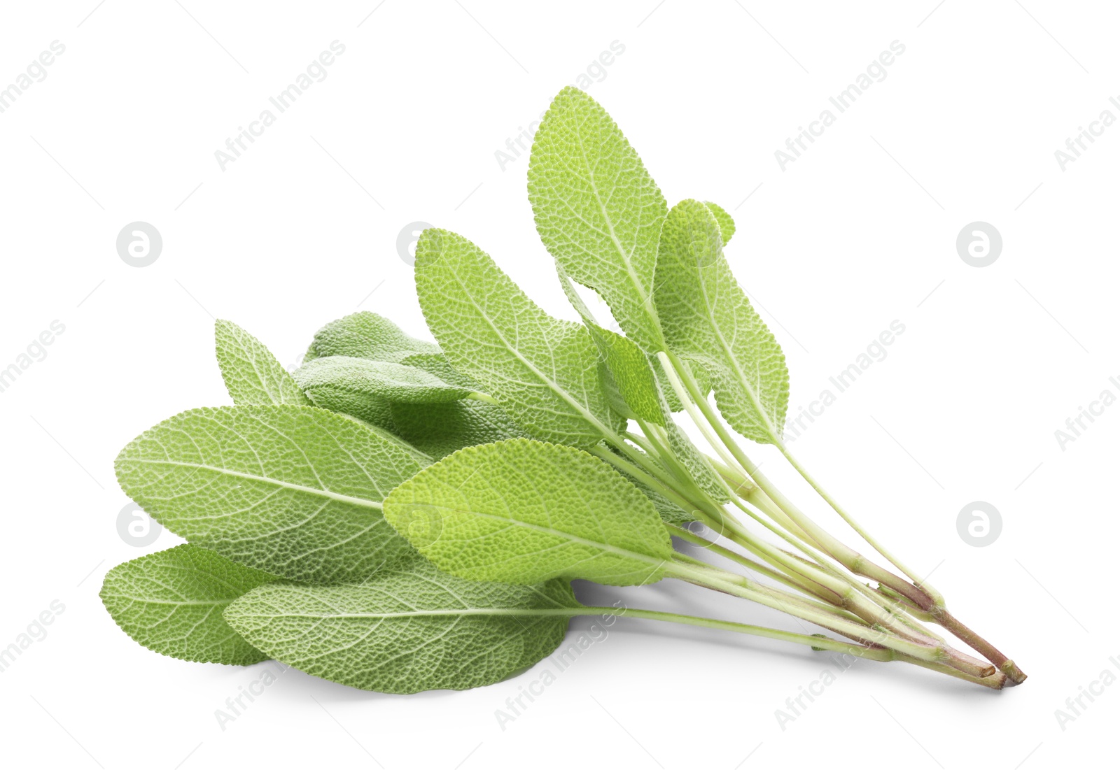 Photo of Branches of sage plant with green leaves isolated on white