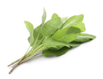 Photo of Branches of sage plant with green leaves isolated on white