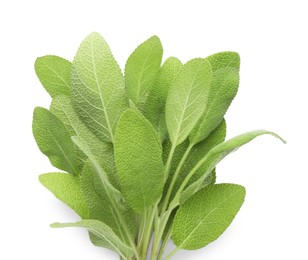 Photo of Branch of sage plant with green leaves isolated on white, top view