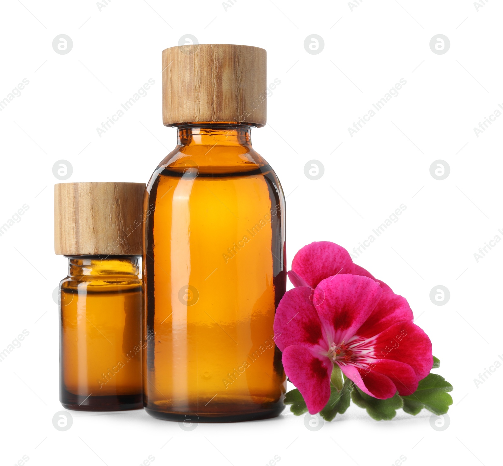 Photo of Geranium essential oil in bottles and beautiful flowers isolated on white