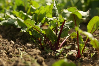 Photo of Beetroot plants with green leaves growing in field