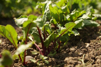 Photo of Beetroot plants with green leaves growing in field